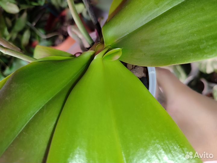 Орхидея Лиодоро