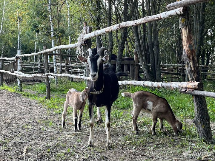 2 козы - нубийская и альпийская