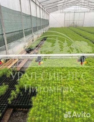 Зкс и окс Сосна Ель Лиственница сеянцы Голуб горн