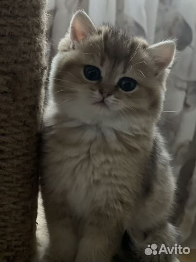 Продается девочка золотая шиншилла