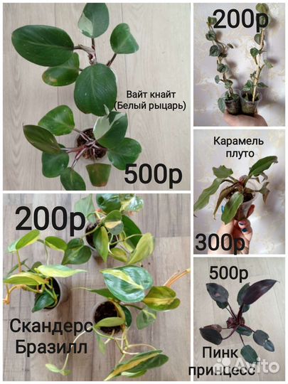 Филодендрон