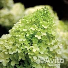 Гортензия крупнолистная (макрофилла)