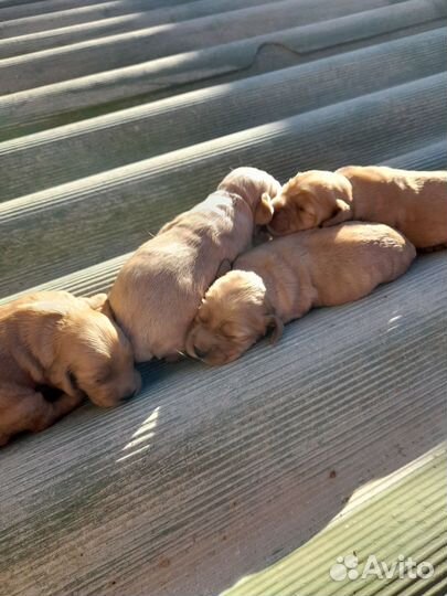 Английский кокер спаниель