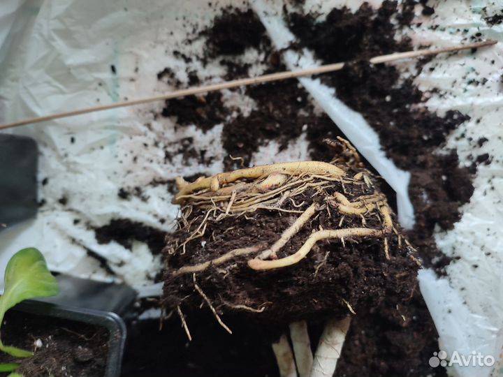 Комнатные цветы драцена