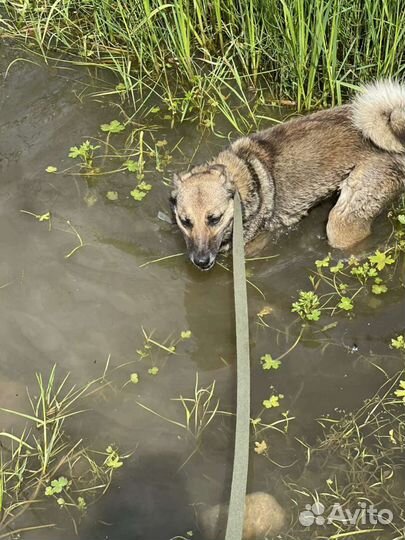 Ласковая девочка