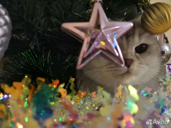 Ищем котика