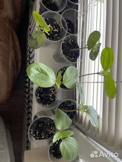 Клещевина красная