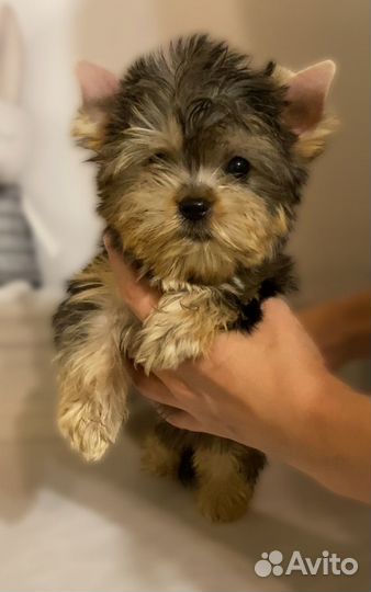 Цветные йорки