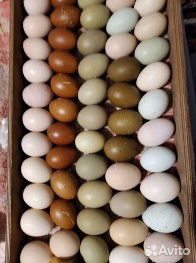 Инкубационное яйцо, петухи Маран, мех. Кукушка