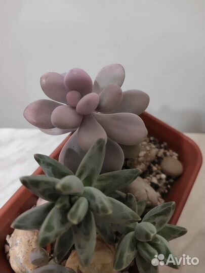 Гриновия, пахифитум, хавортия суккуленты