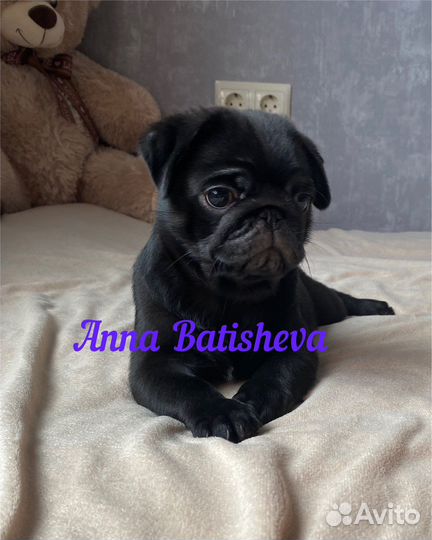 Мопсы черные