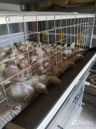 Клетка для бройлеров