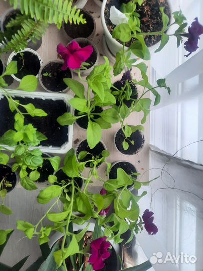 Петуния супер каскад белая и бургунди