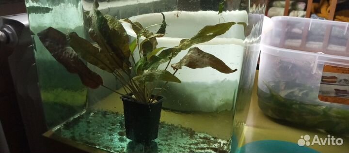 Расстения аква