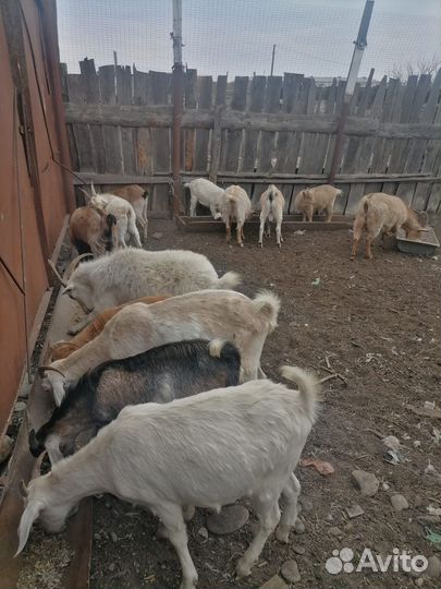 Нубийские козы