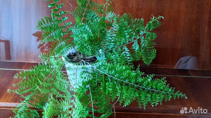 Папоротник