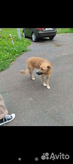 Джек ищет дом