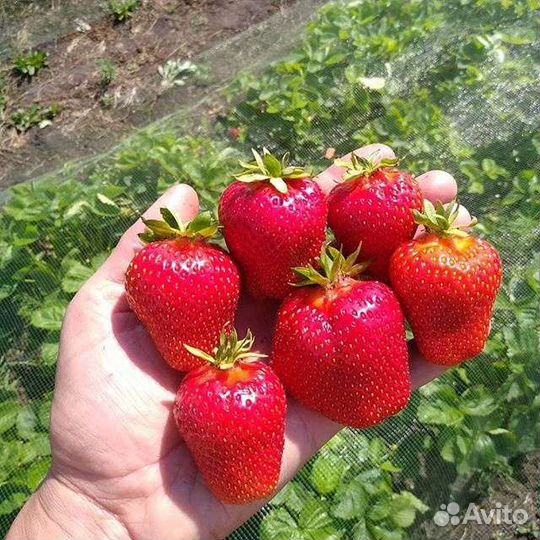 Саженцы земляники