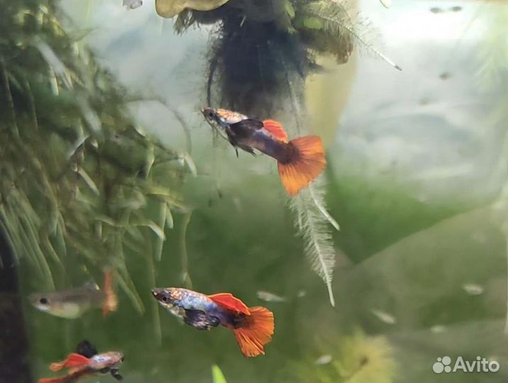 Аквариумные рыбки