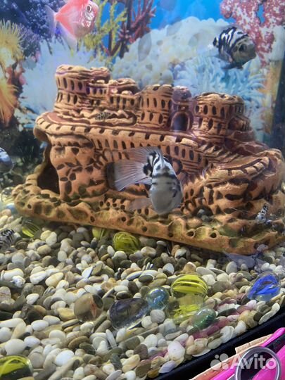 Рыбка сапфировый попугай