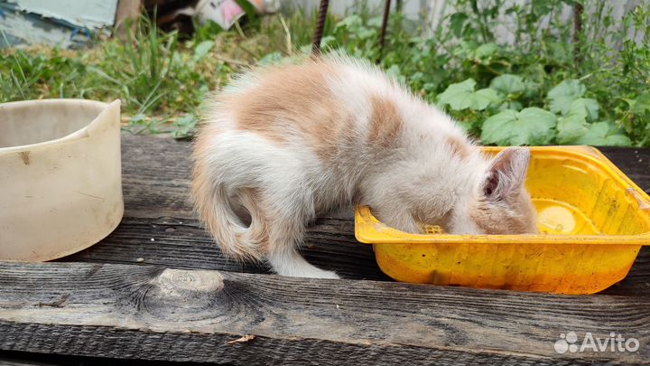Бело-рыжий котёнок мальчик ищет добрых хозяев