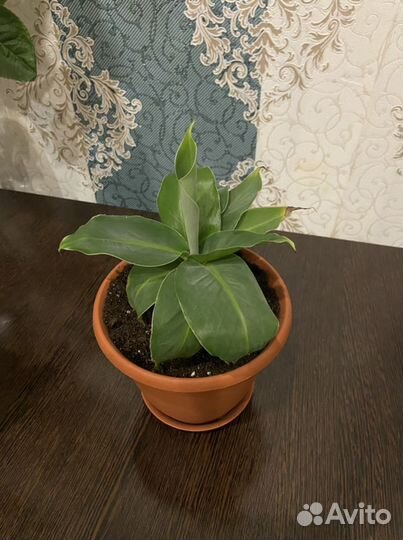 Банан комнатный