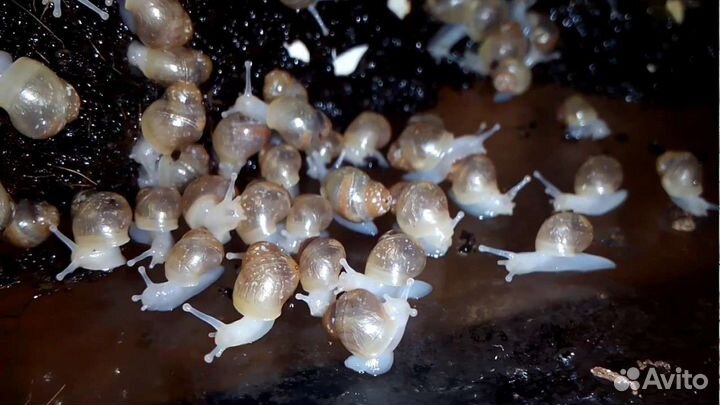 Улитки ахатины