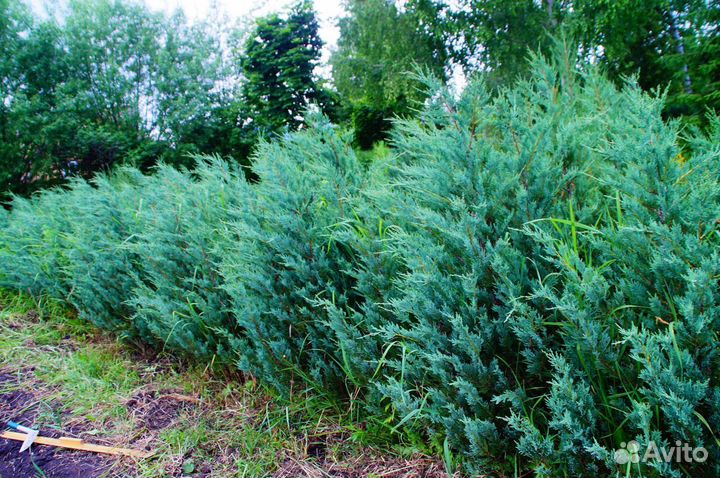 Можжевельник скальный Мунглоу 1.5м
