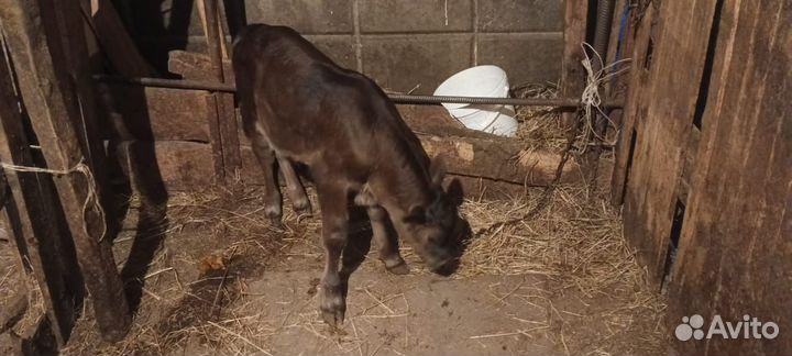 Корова дойная с теленком