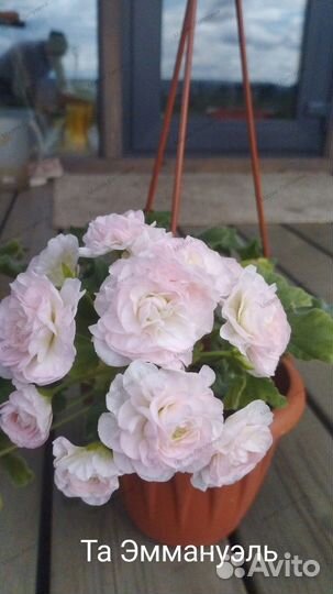 Пеларгония