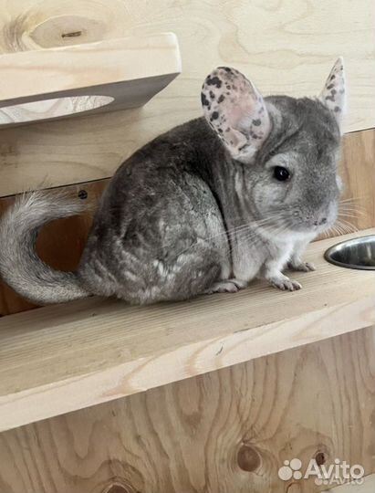 Шиншилла с клеткой