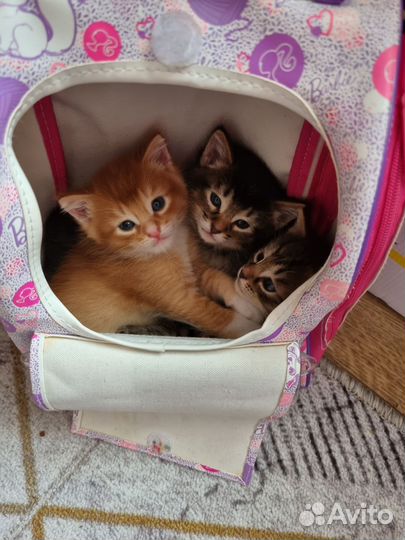 Котята в добрые руки 1 месяц