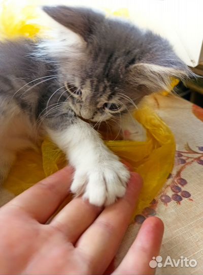 Вот такая маленькая красота ищет дом