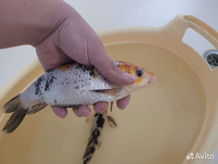 Мальки карпа кои