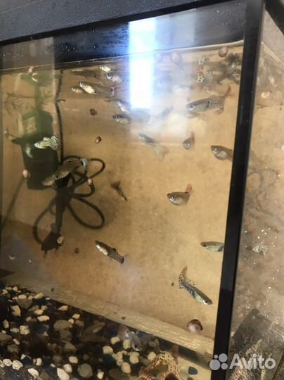 Аквариум с рыбками и содержимым