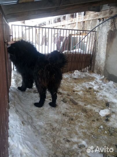 Тибетский мастиф щенки