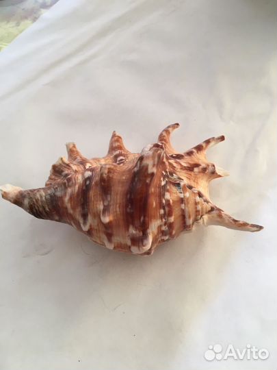 Коралл балянус