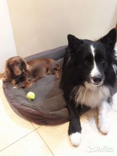 Передержка собак