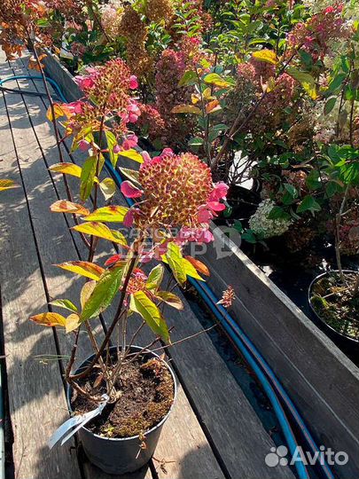 Гортензия Метельчатая Тардива C5/40-60