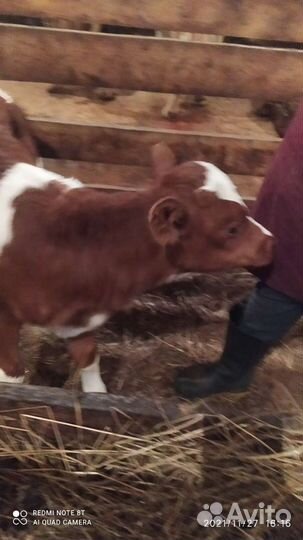 Бычки-Телки