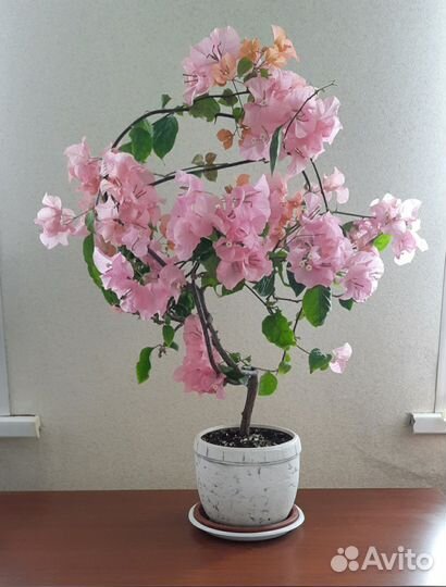 Бугенвиллея