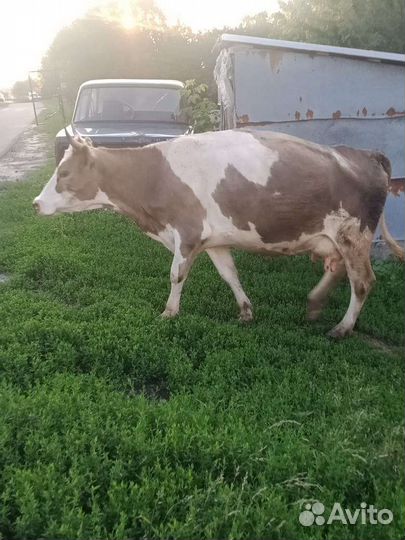 Корова дойная