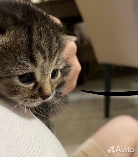 Британские котята