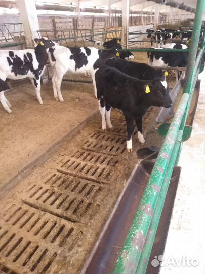 Бычки на откорм