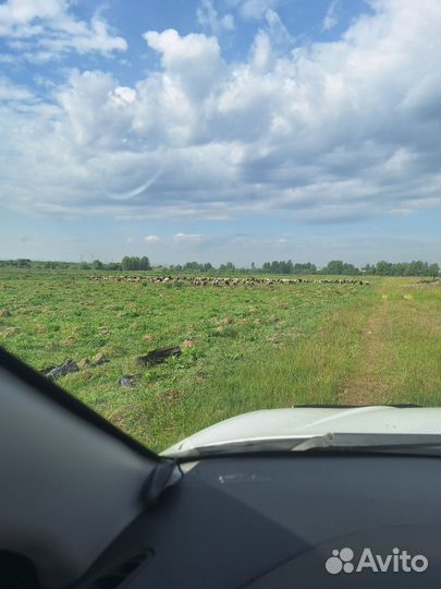 Бараны на праздник