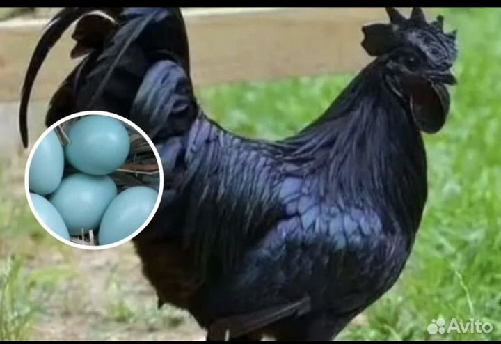 Петух ухейилюй, селезень индоутки