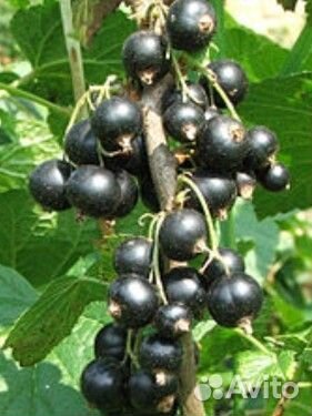 Саженцы черной смородины