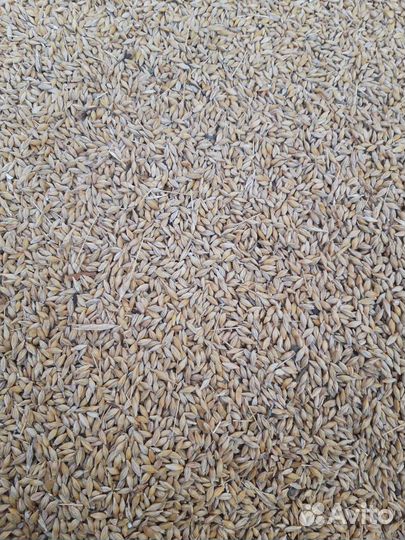 Ячмень, пшеница