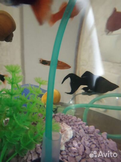 Аквариумные рыбки