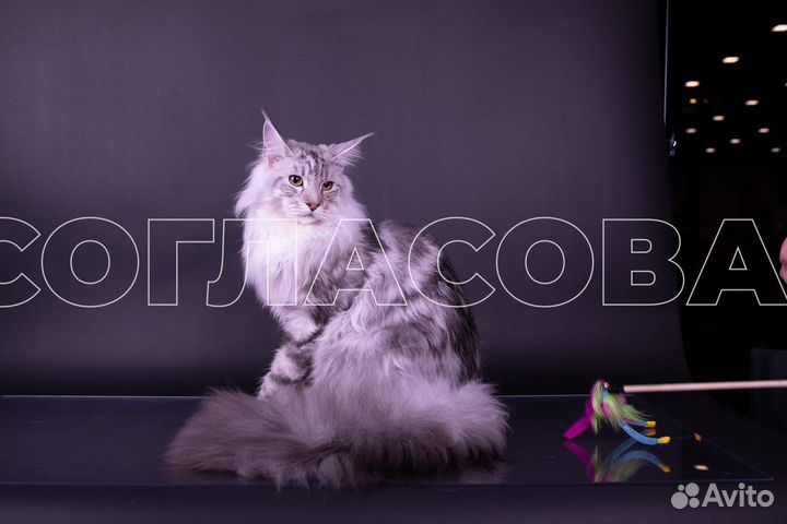 Котята мейн-кун